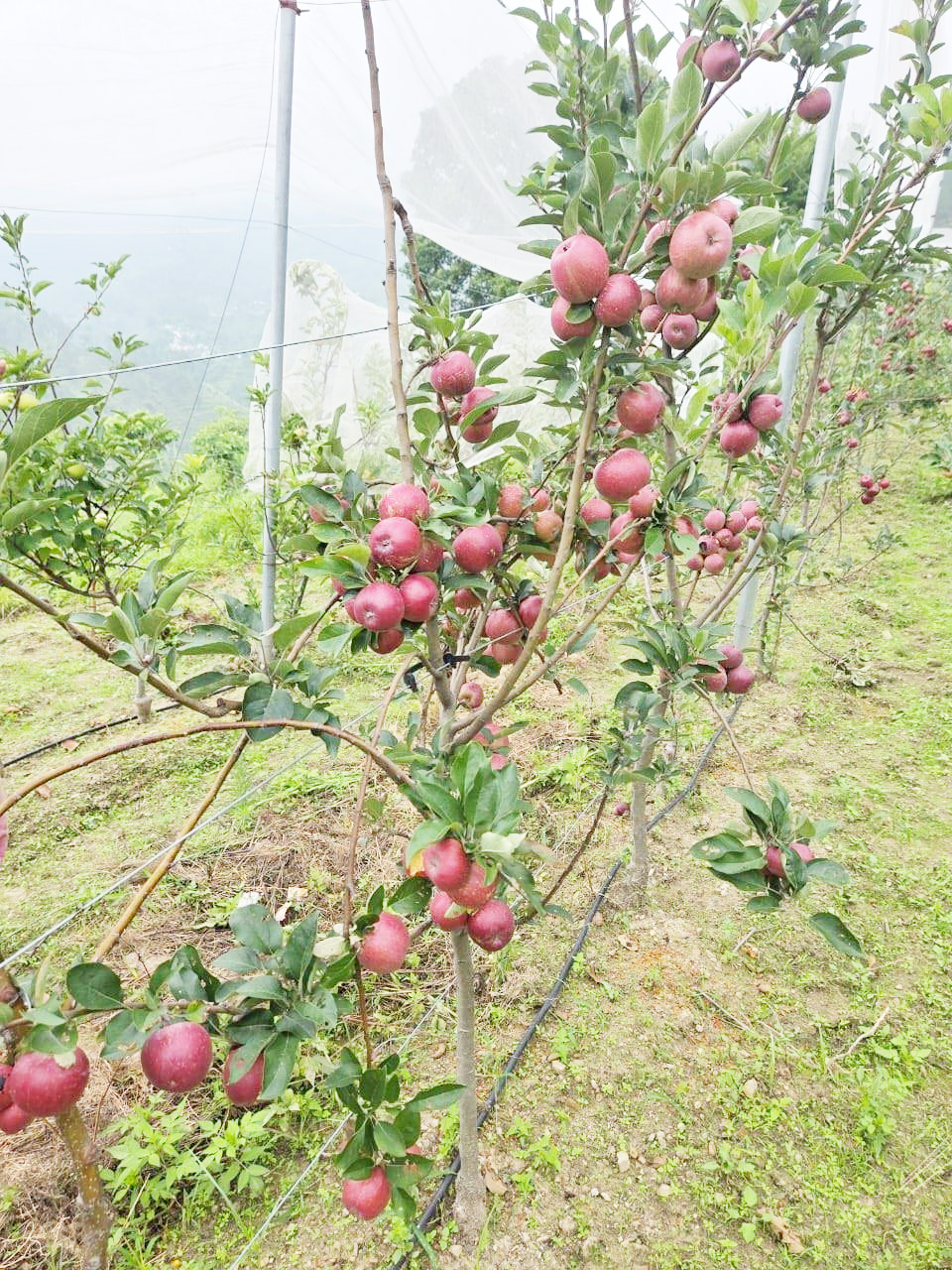उत्तराखण्डतः दुबईनगरं प्रति सेबस्य निर्यातस्य नवीनः उपक्रमः, प्रथमः १.२ मेट्रिकटनस्य मालवाहकः देहरादूनतः प्रेषितः