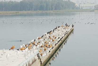 देहरादूननगरे २००० तः अधिकाः विदेशीयाः पक्षिणः आगताः